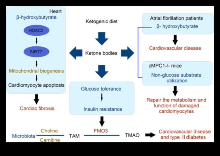 Düşük Karbonhidratlı Diyetlerin Metabolizma Üzerindeki Etkisi