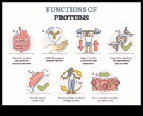 Dayanıklılık Sporcuları İçin Yüksek Proteinli Diyetin Faydaları