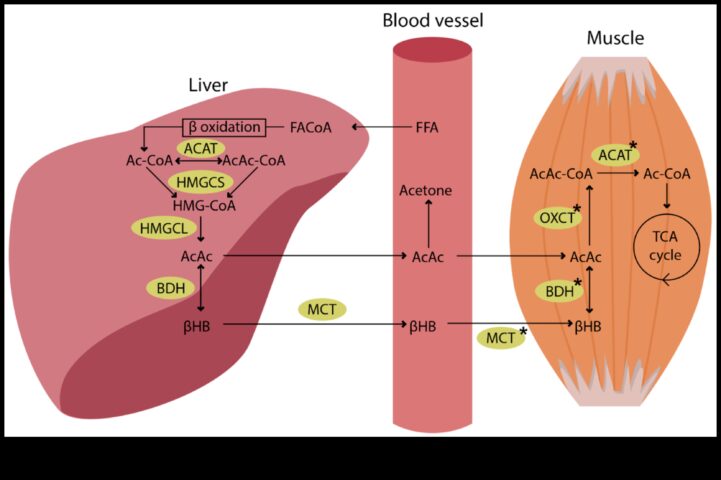 Düşük Karbonhidratlı Diyetler Metabolizmanın Dostu mu Düşmanı mı?