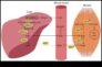 Düşük Karbonhidratlı Diyetler Metabolizmanın Dostu mu Düşmanı mı?