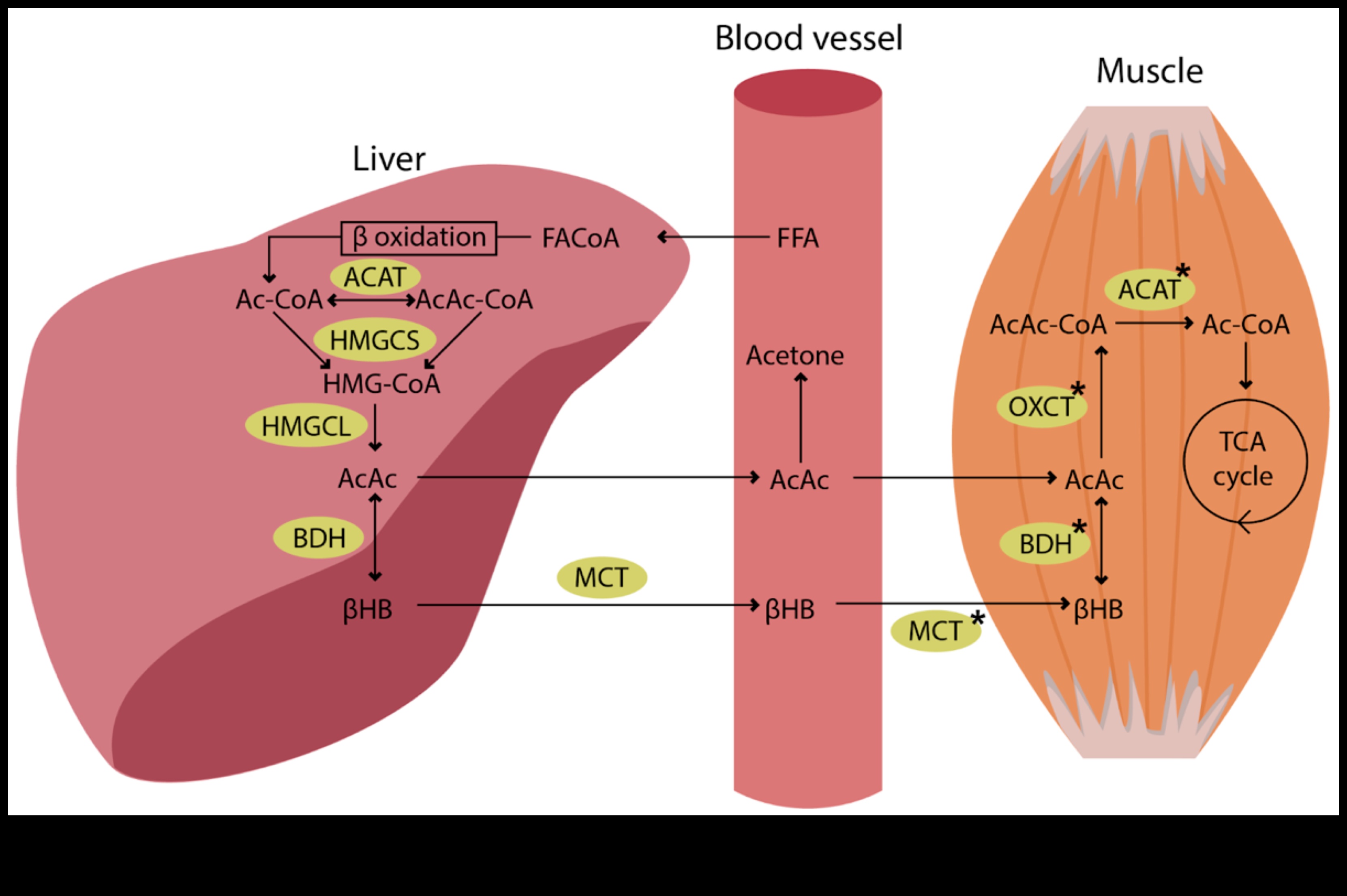 Düşük Karbonhidratlı Diyetlerin Metabolizma Üzerindeki Etkisi